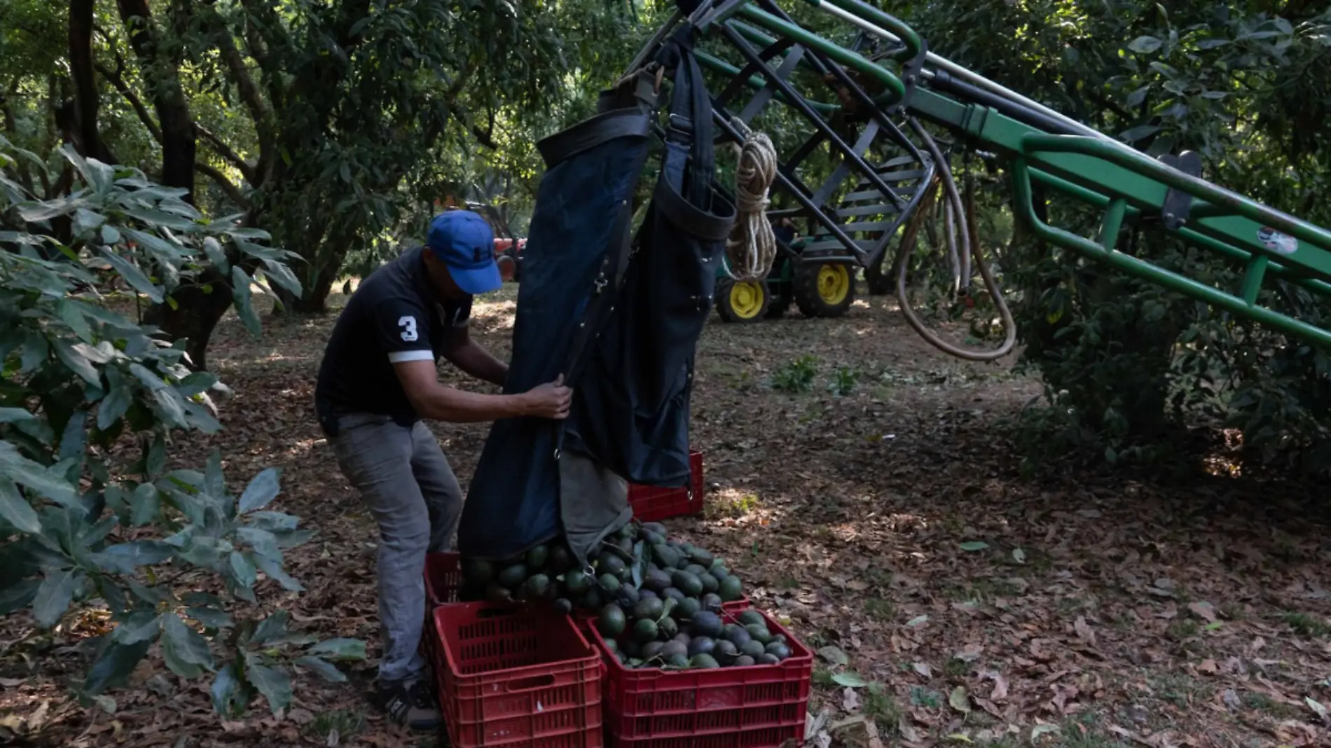 Aguacate_Campos Michoacan